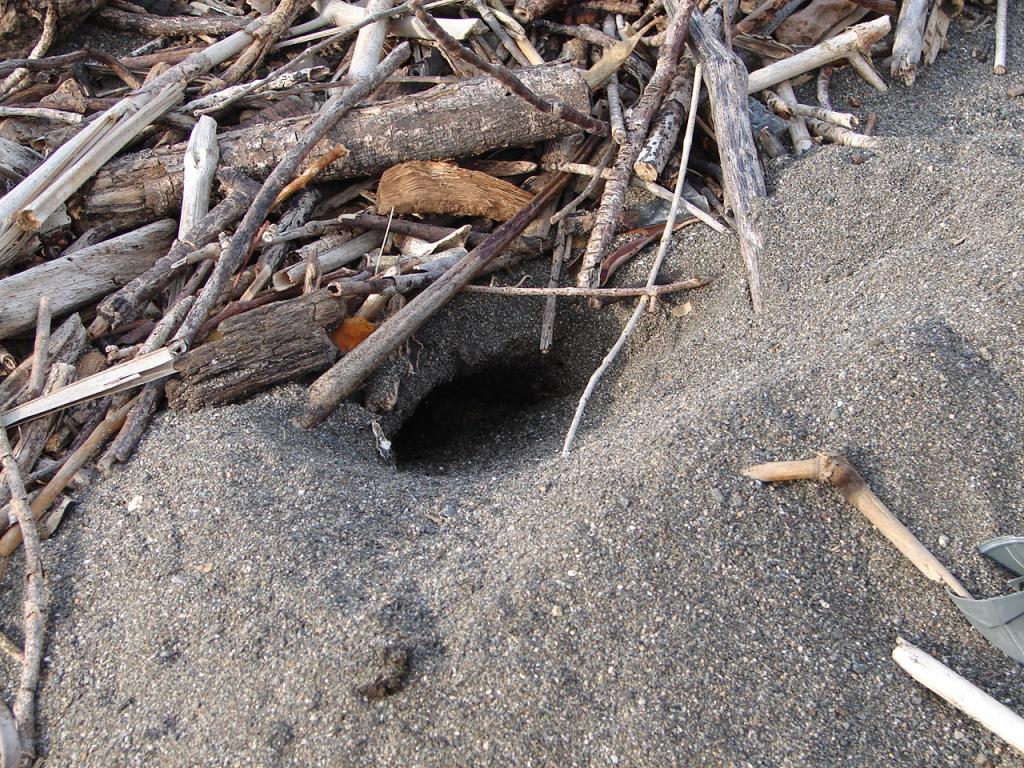 Foto de Puntarenas, Costa Rica