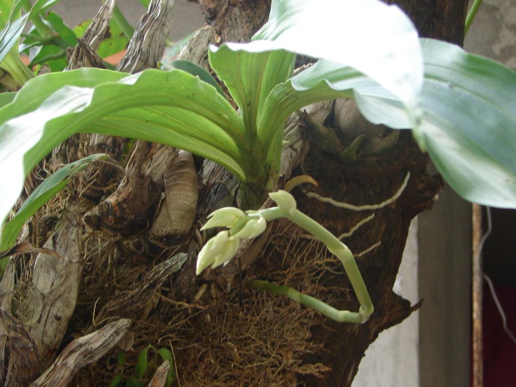 Foto de Esparza, Costa Rica