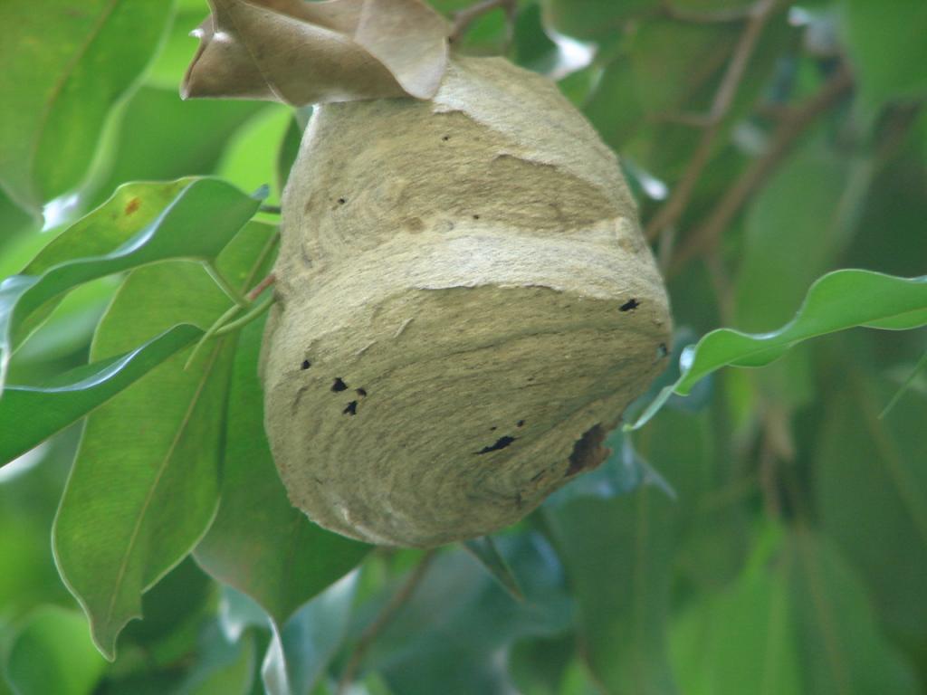 Foto de Esparza, Costa Rica
