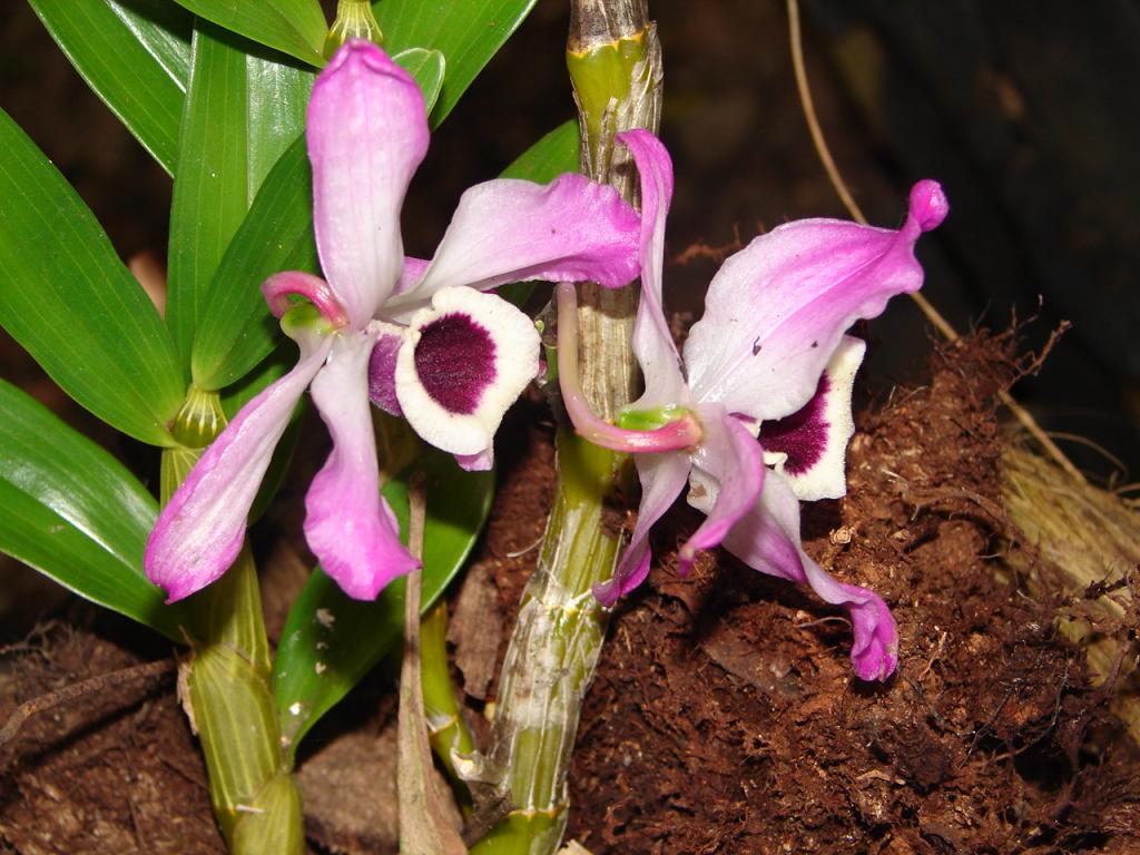 Foto de Puntarenas, Costa Rica