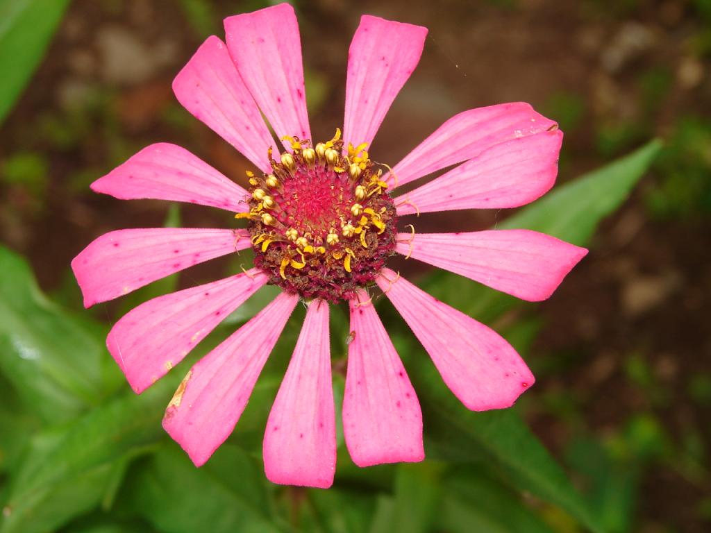 Foto de Limón, Costa Rica