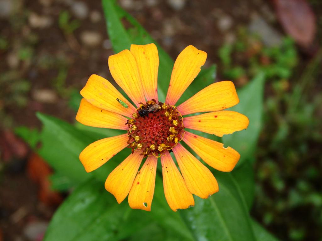 Foto de Limón, Costa Rica