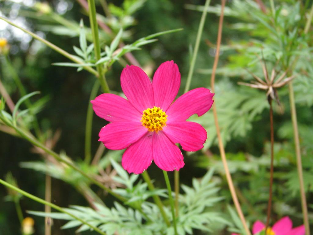 Foto de Limón, Costa Rica