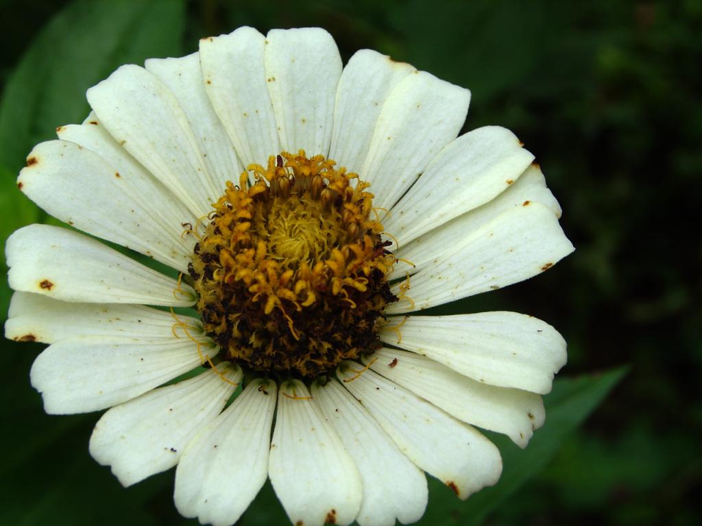 Foto de Limón, Costa Rica