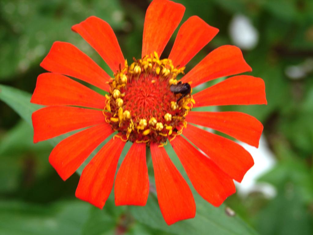 Foto de Limón, Costa Rica