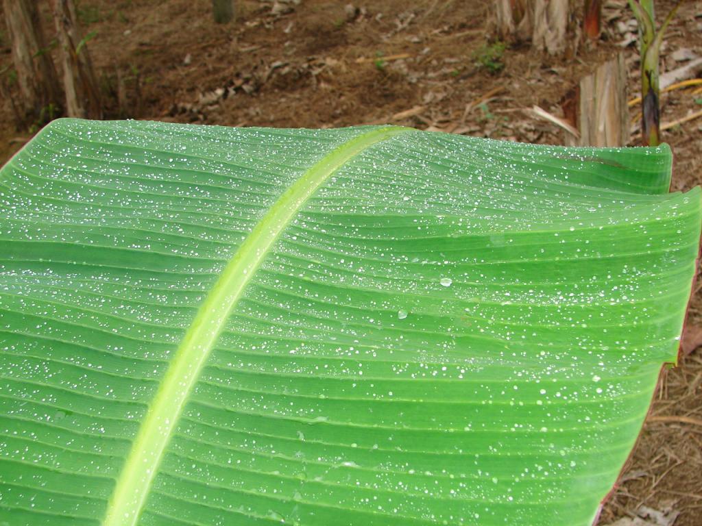 Foto de Limón, Costa Rica
