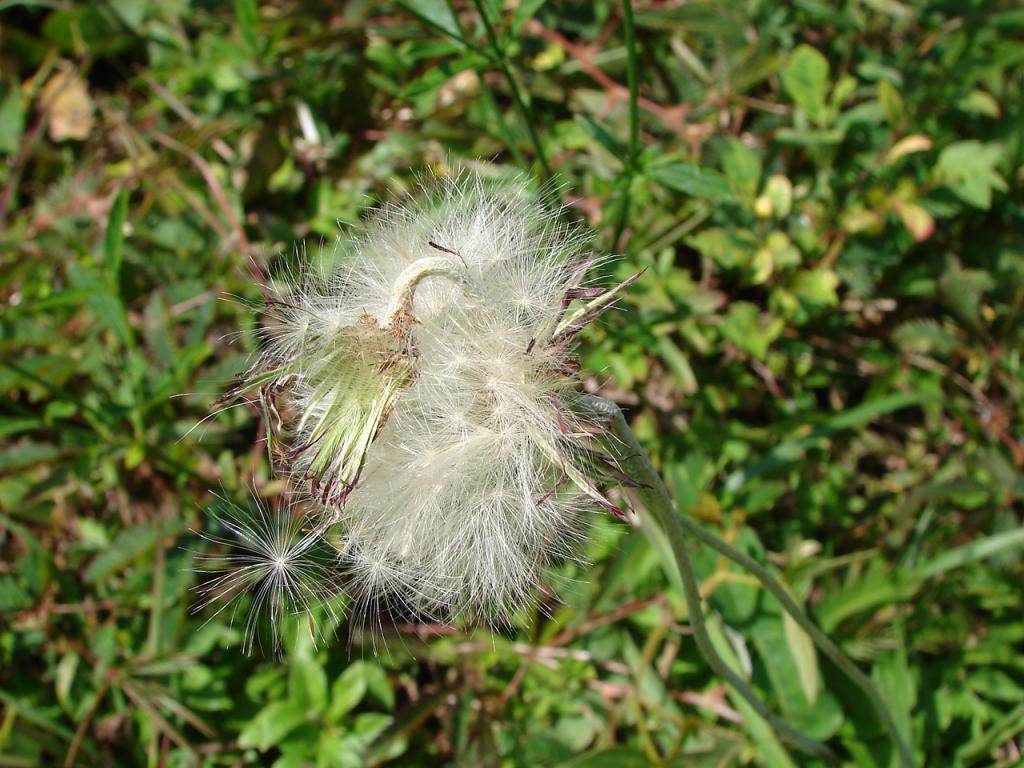 Foto de Bagaces (Guanacaste), Costa Rica