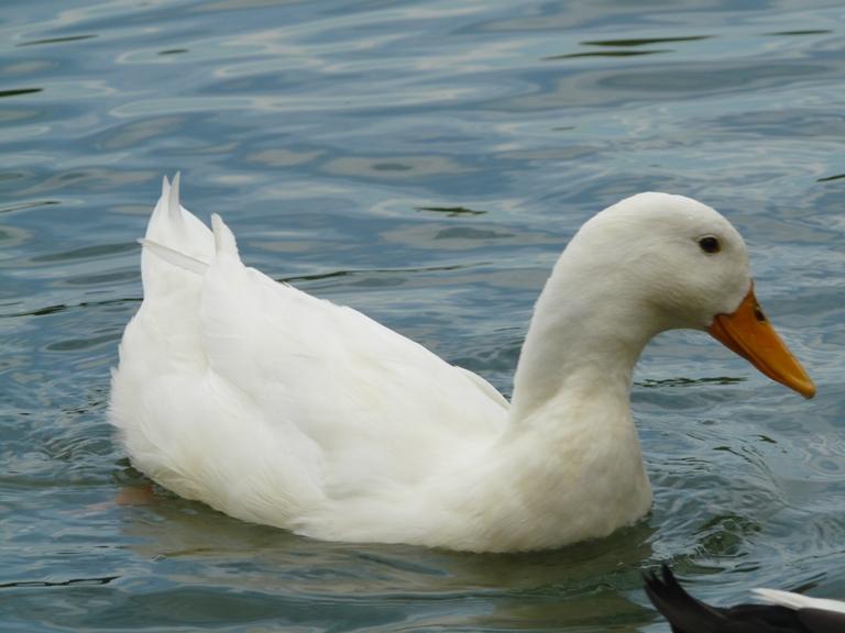 Foto de Puigcerdà (Girona), España