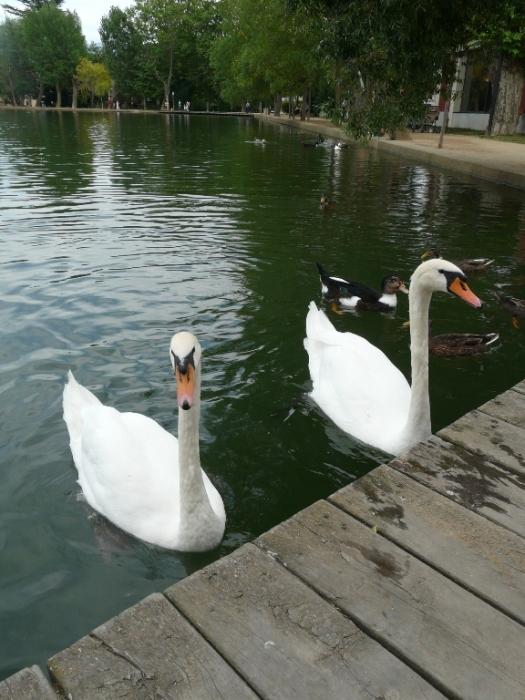 Foto de Puigcerdà (Girona), España
