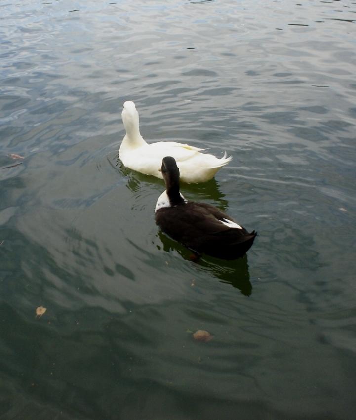 Foto de Puigcerdà (Girona), España