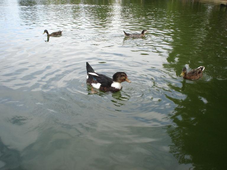 Foto de Puigcerdà (Girona), España