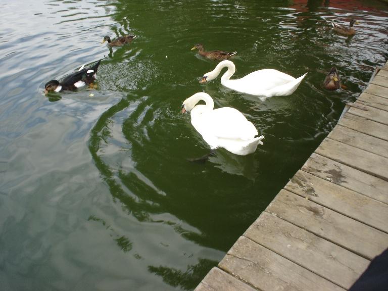 Foto de Puigcerdà (Girona), España