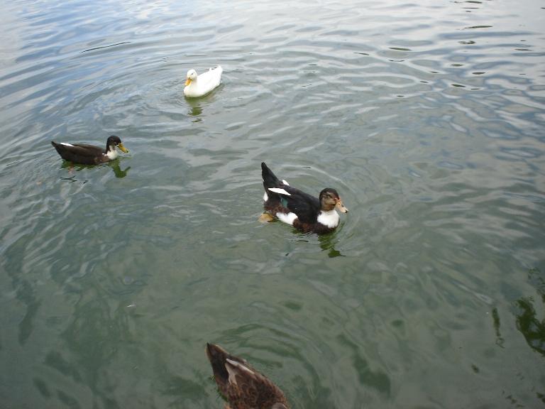 Foto de Puigcerdà (Girona), España