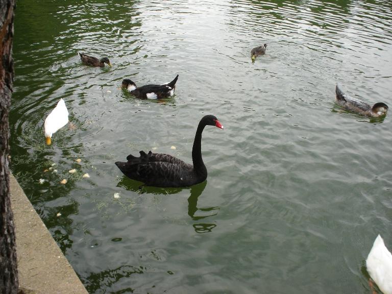 Foto de Puigcerdà (Girona), España