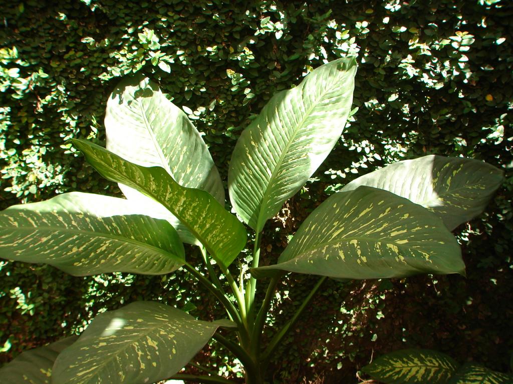 Foto de Puntarenas, Costa Rica