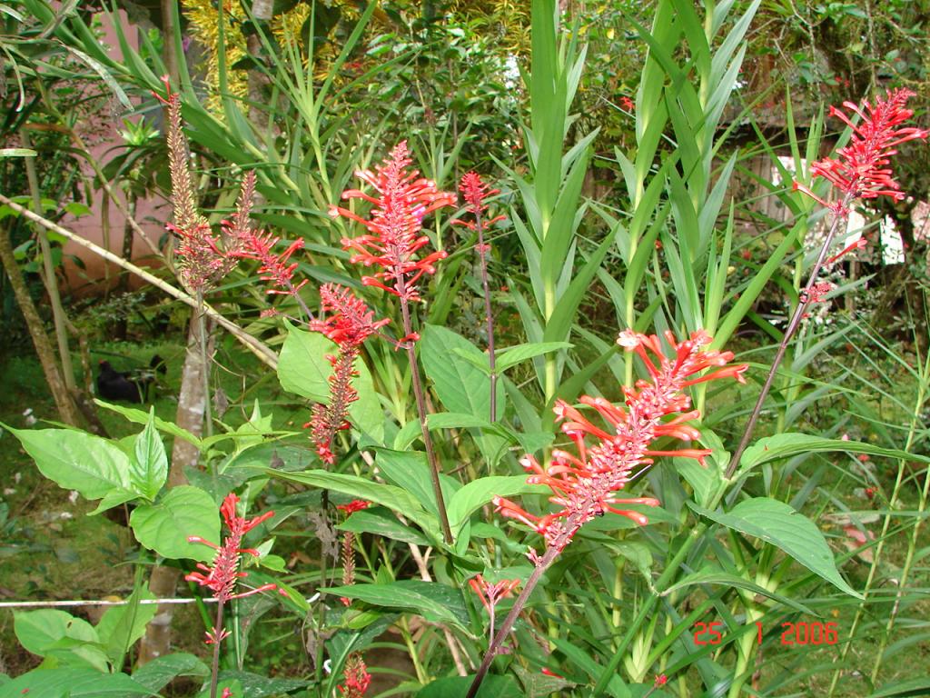 Foto de Upala (Alajuela), Costa Rica