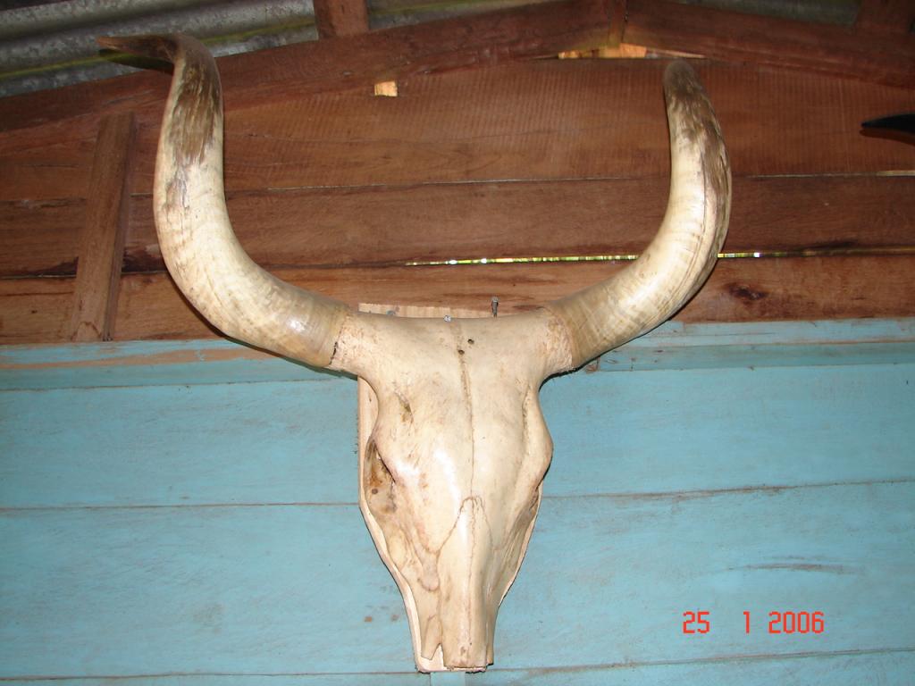 Foto de Upala (Alajuela), Costa Rica