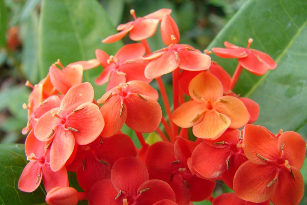 Foto de Esparza, Costa Rica