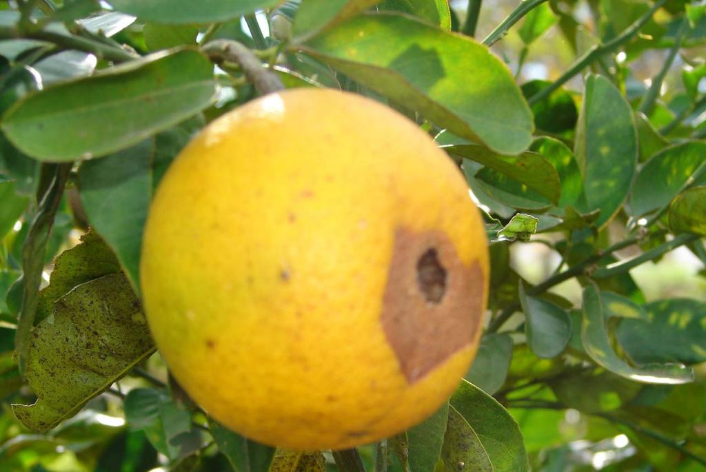 Foto de Esparza, Costa Rica