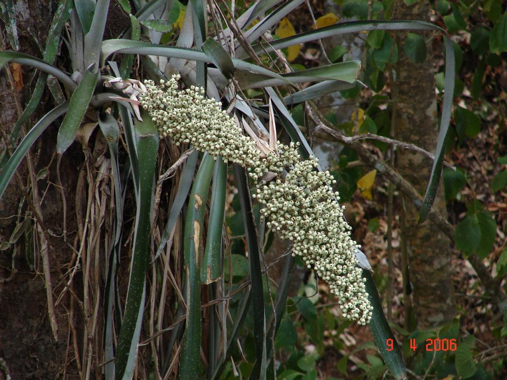 Foto de Esparza, Costa Rica
