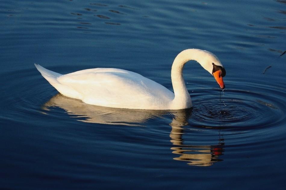 Foto de Puigcerdà (Girona), España