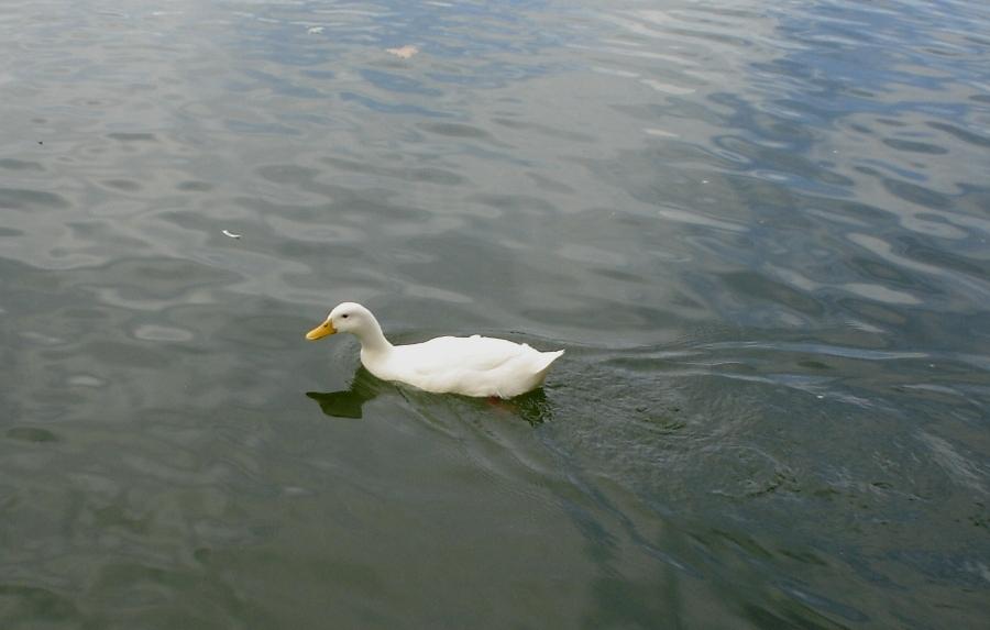 Foto de Puigcerdà (Girona), España