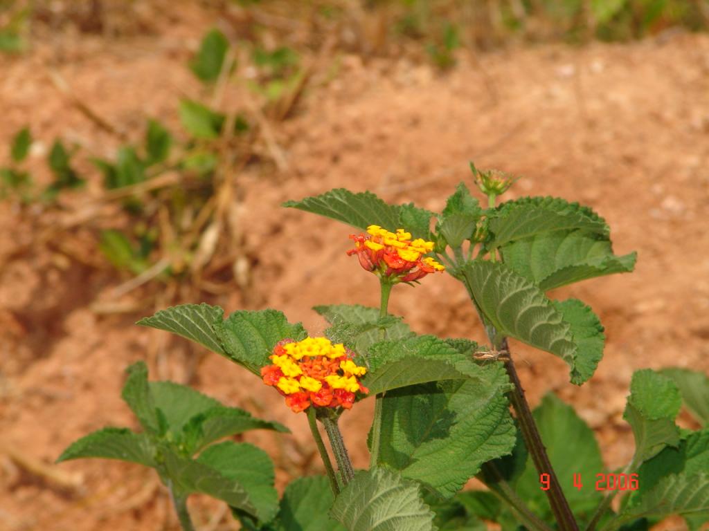 Foto de Esparza, Costa Rica