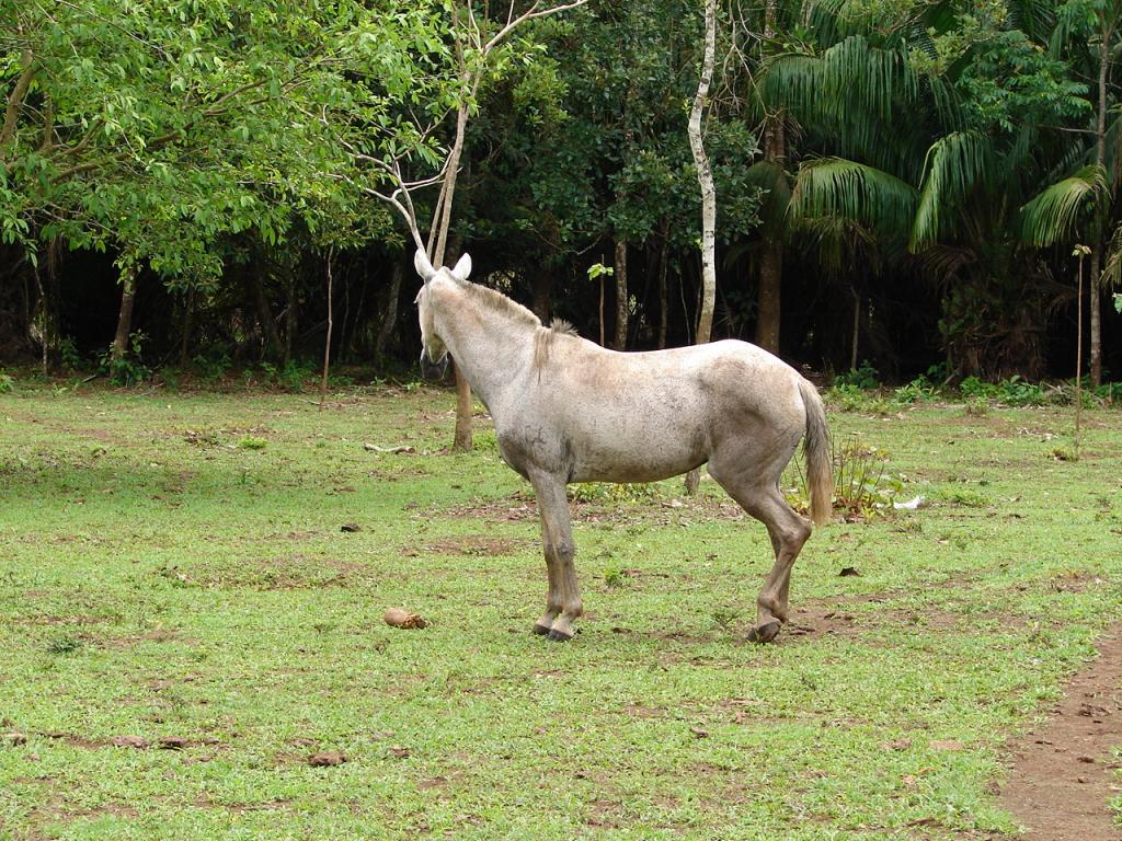 Foto de Upala (Alajuela), Costa Rica