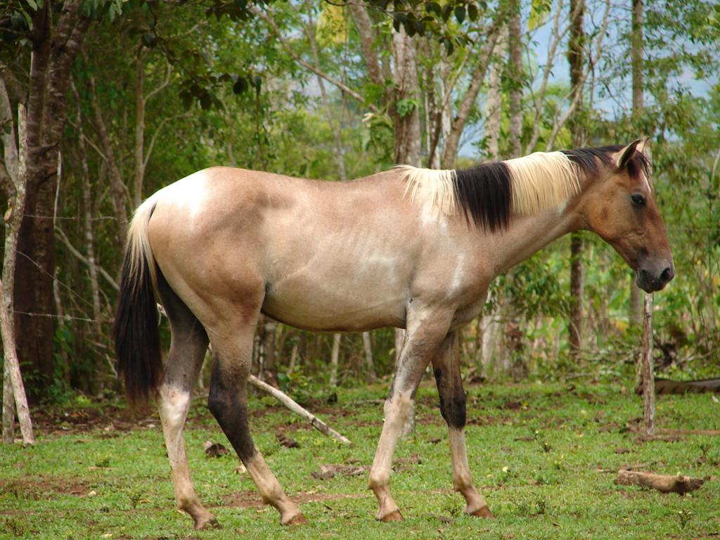 Foto de Upala (Alajuela), Costa Rica