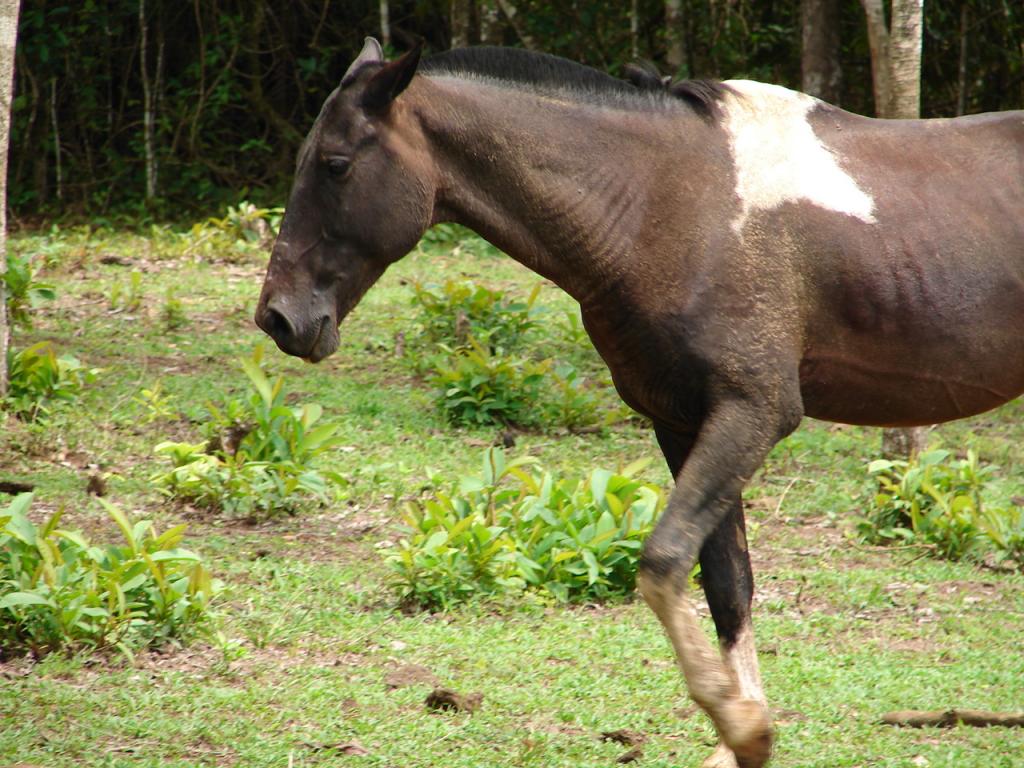 Foto de Upala (Alajuela), Costa Rica