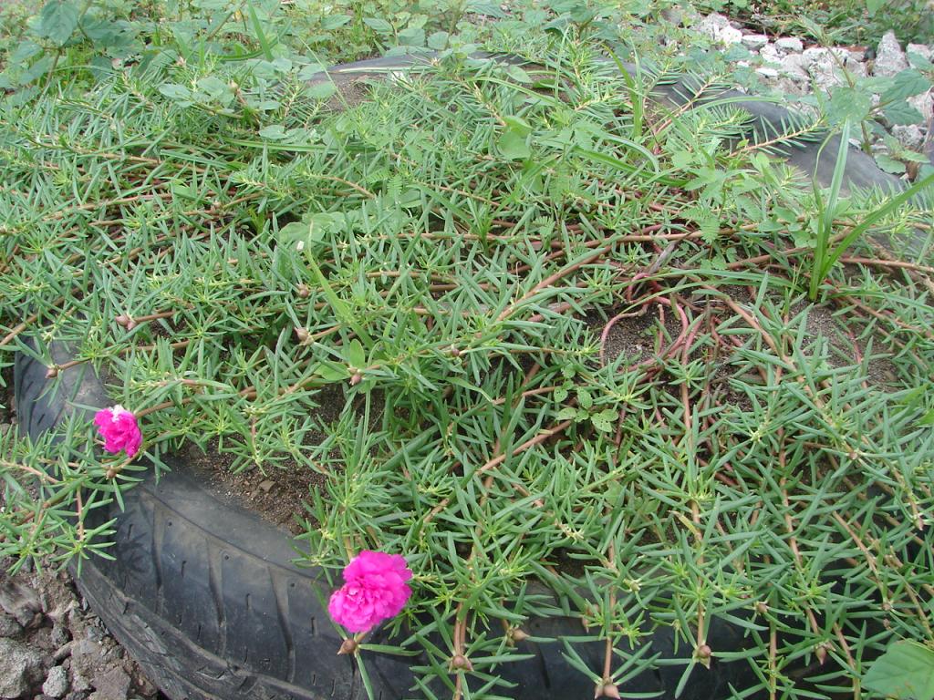 Foto de Puntarenas, Costa Rica