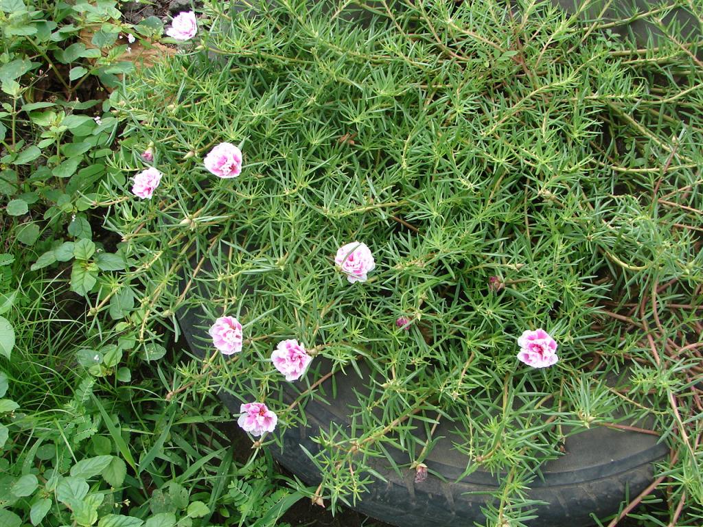 Foto de Puntarenas, Costa Rica