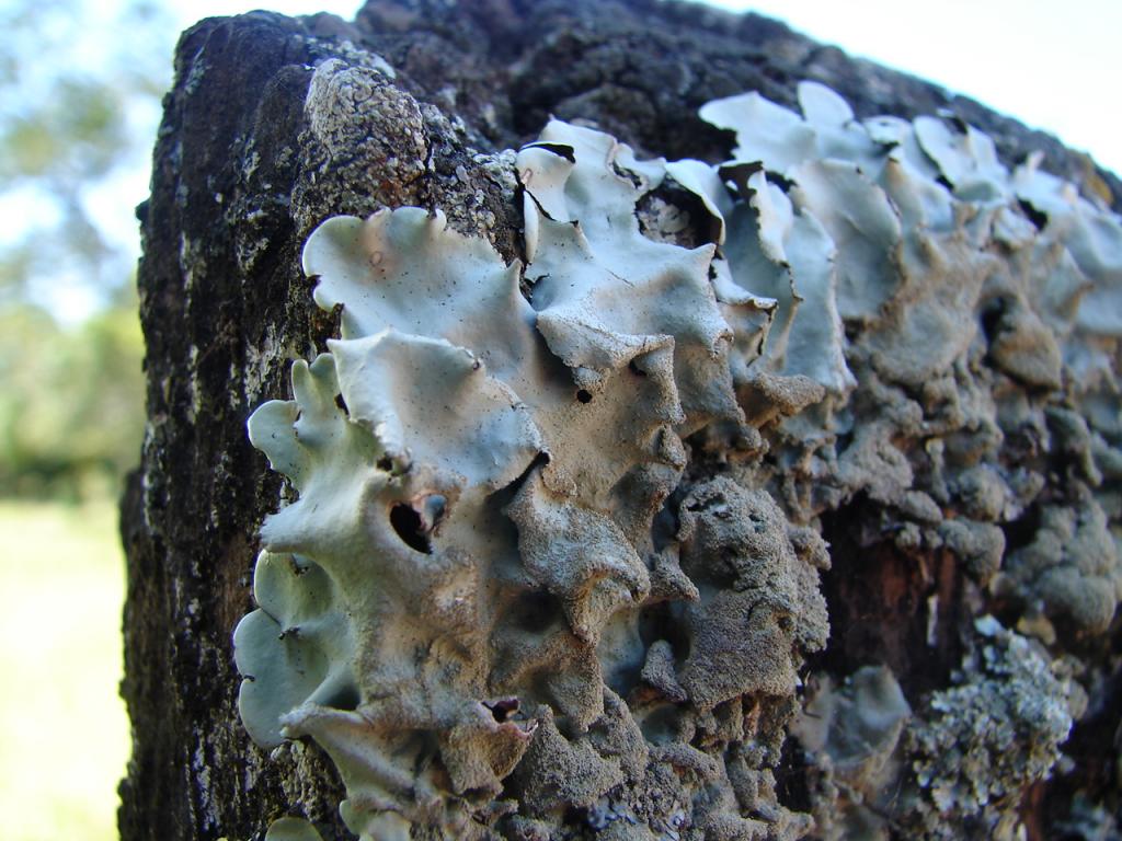 Foto de Bagaces (Guanacaste), Costa Rica