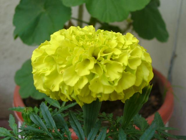 Foto de Tegucigalpa, Honduras