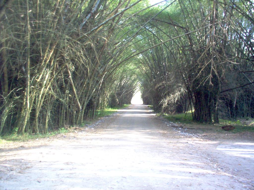 Foto de Tela, Honduras