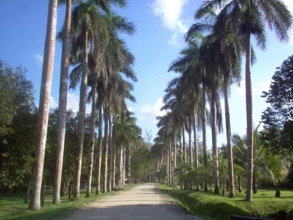 Foto de Tela, Honduras