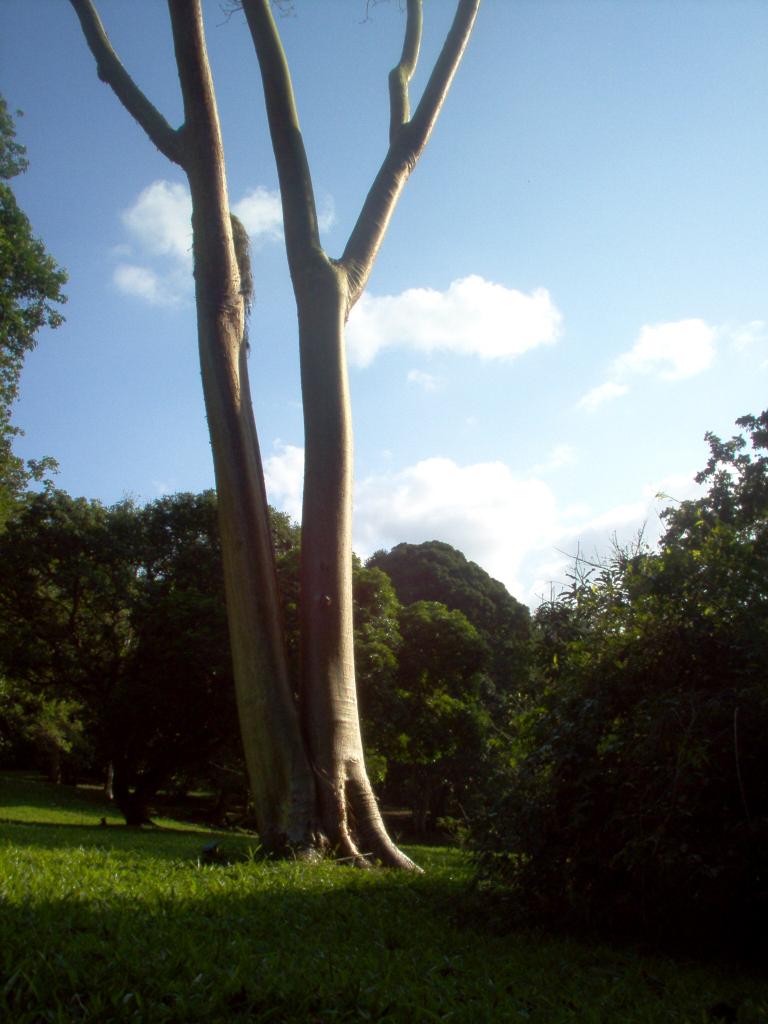 Foto de Tela, Honduras