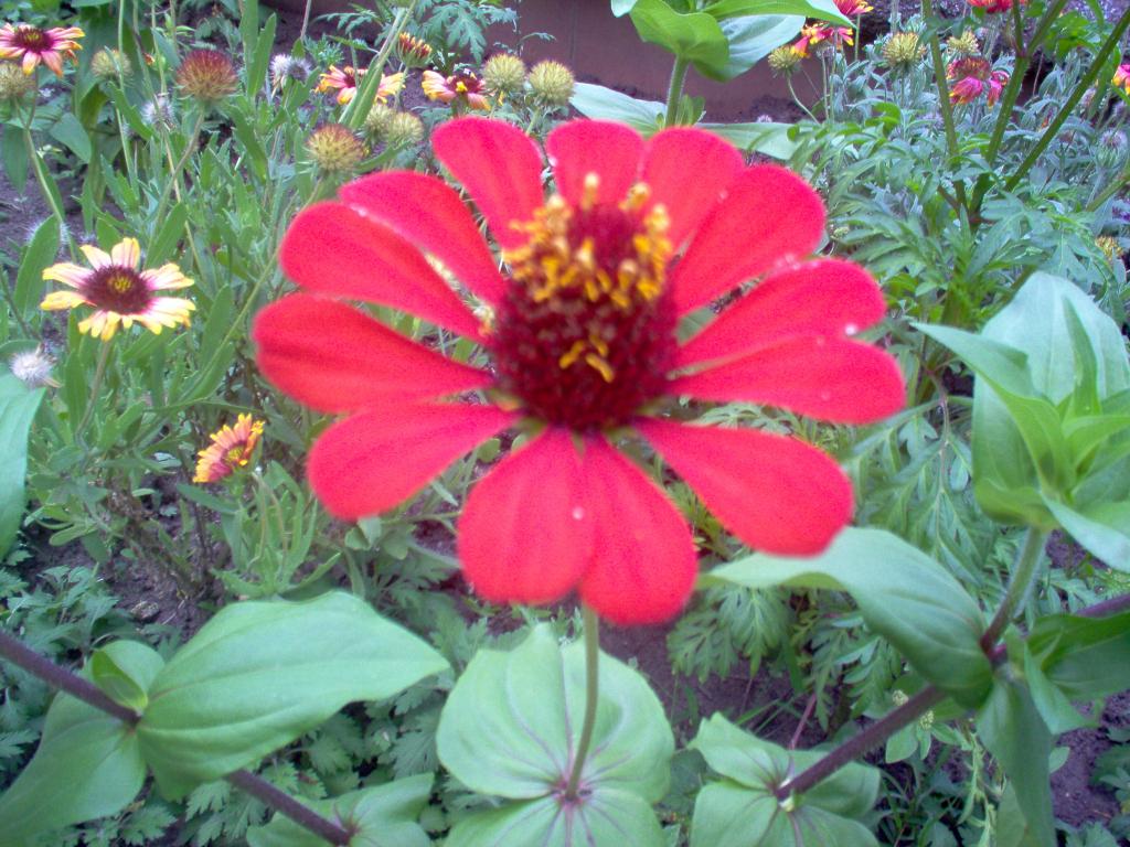 Foto de Tegucigalpa, Honduras