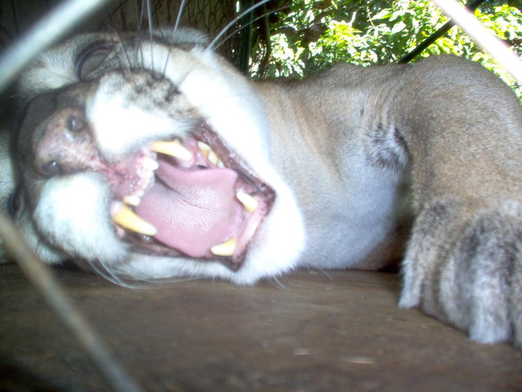 Foto de El Ocotal, Honduras