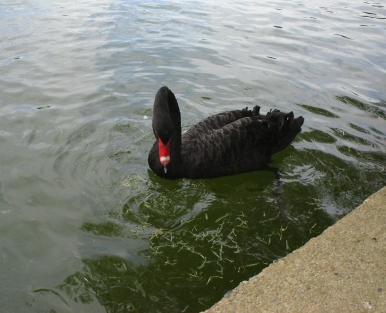 Foto de Puigcerdà (Girona), España