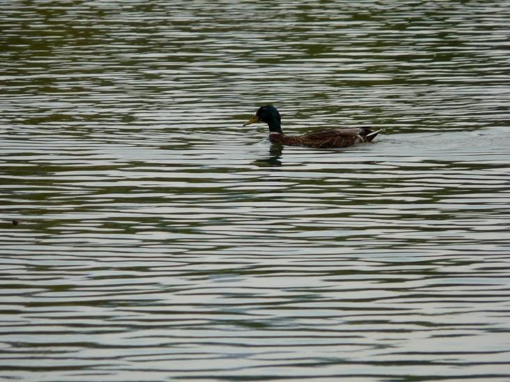 Foto de Puigcerdà (Girona), España