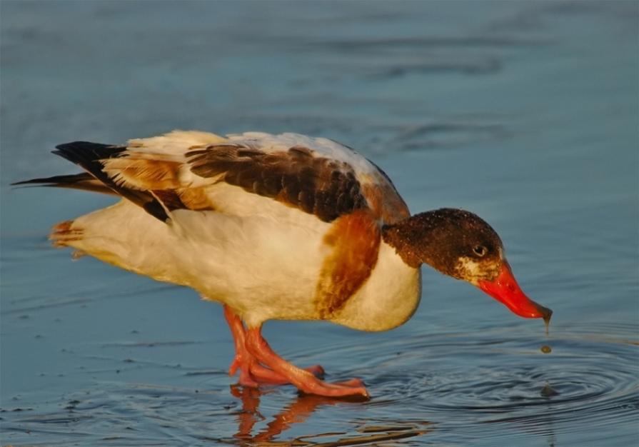 Foto de Puigcerdà (Girona), España