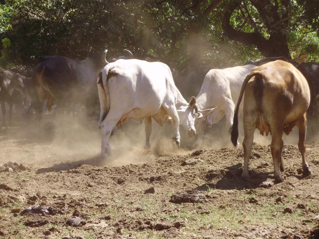 Foto de Guanacaste, Costa Rica