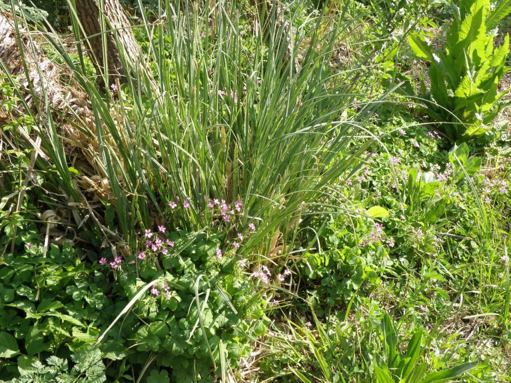 Foto de Santa Rosa de Calamuchita (Córdoba), Argentina