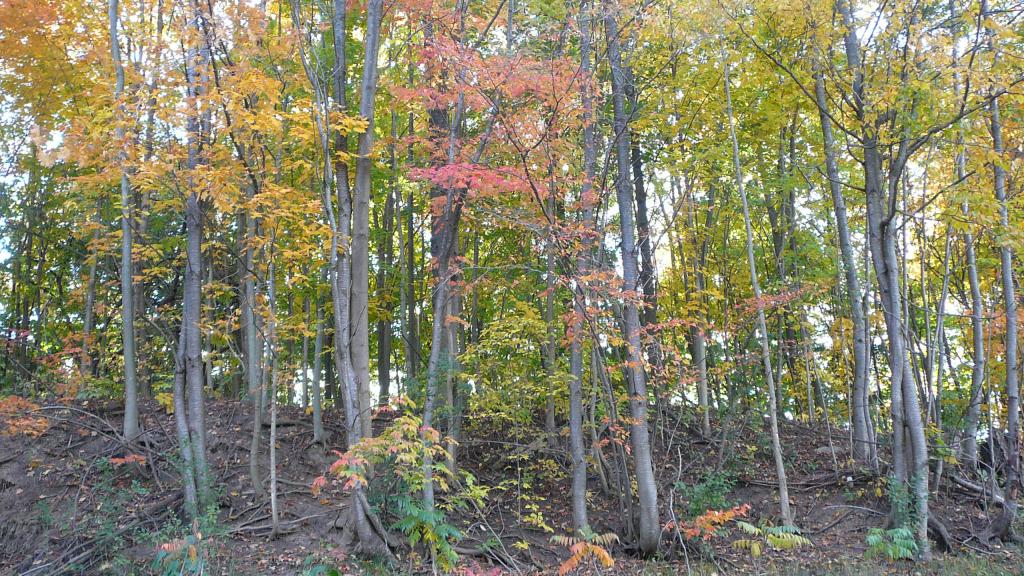 Foto de London, Canadá