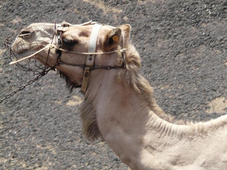 Foto de Lanzarote (Las Palmas), España
