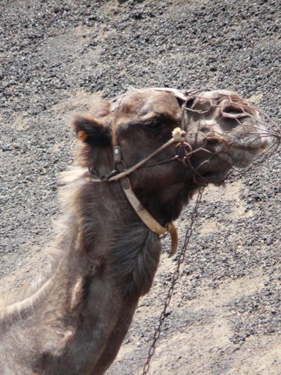 Foto de Lanzarote (Las Palmas), España