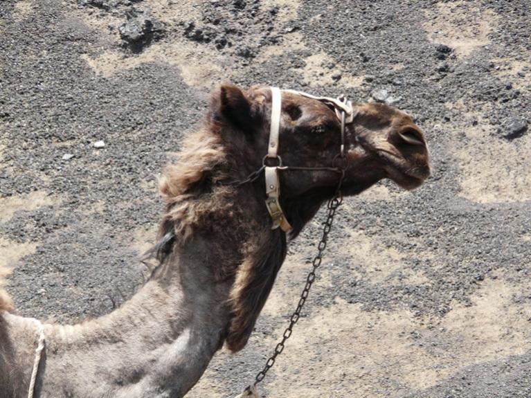 Foto de Lanzarote (Las Palmas), España