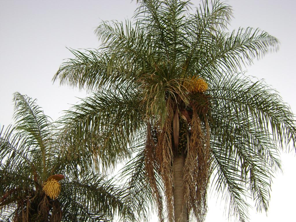 Foto de Departamento de Caaguazu, Paraguay