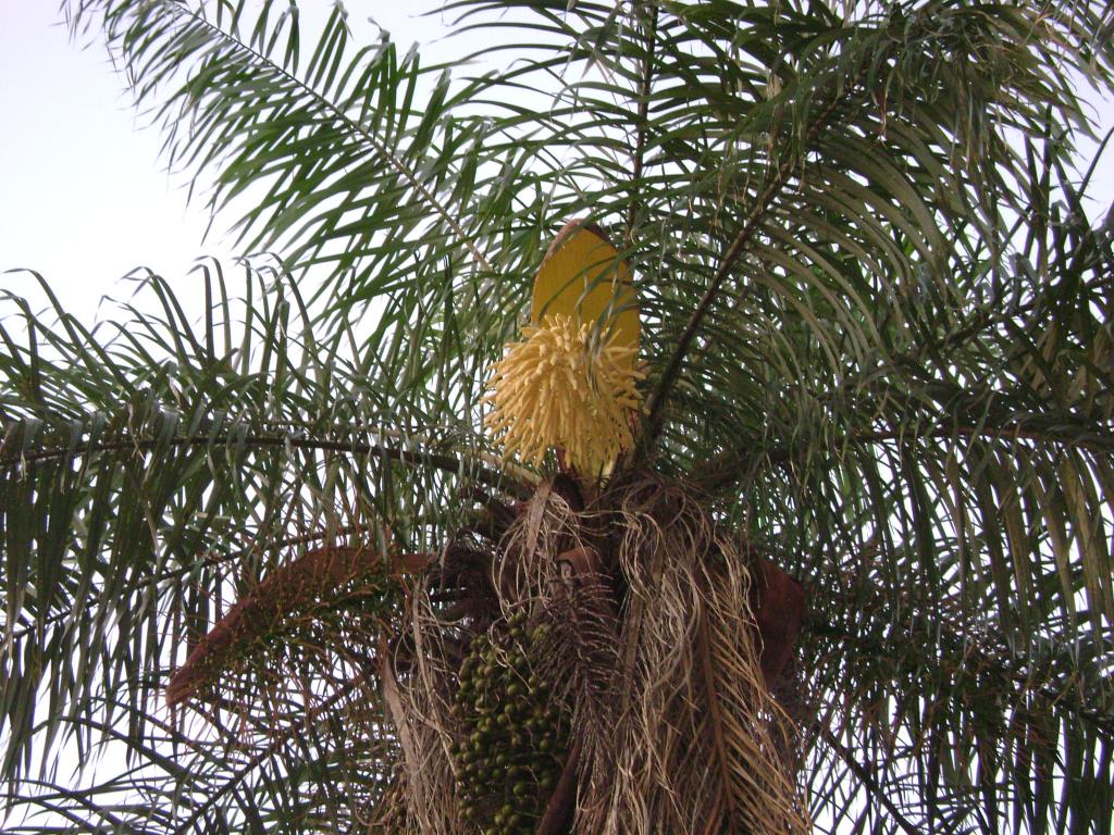 Foto de Departamento de Caaguazu, Paraguay